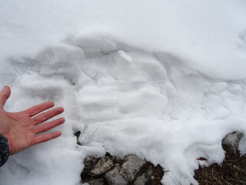 a migliaia sulla neve.....piccolissimi: Collembola Hypogastruridae : Hypogastrura sp.